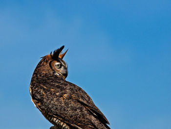 Close-up of owl perching against clear sky