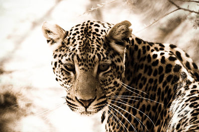 Close-up of leopard against sky