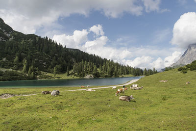 Cows by lake and rocky mountains against cloudy sky