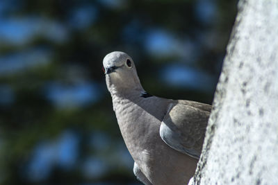 Close-up of pigeon perching