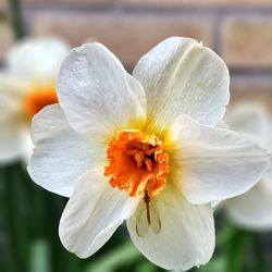Close-up of white flower blooming outdoors