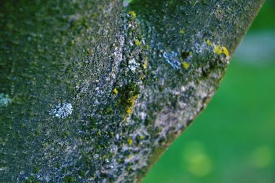 Close-up of lichen on tree trunk