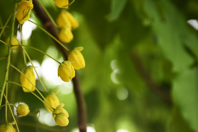 Close-up of yellow flowering plant