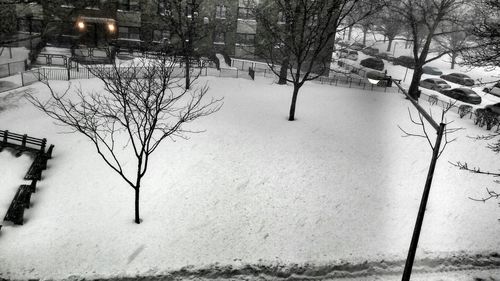 Snow covered trees