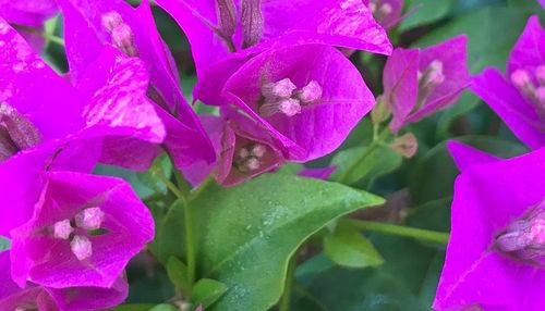 Close-up of pink flowers blooming outdoors