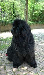 Black dog sitting on tree