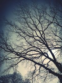 Low angle view of silhouette bare tree against sky