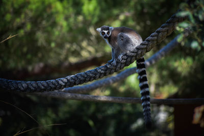 Ring tail lemur
