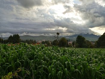 Crops growing on field against sky