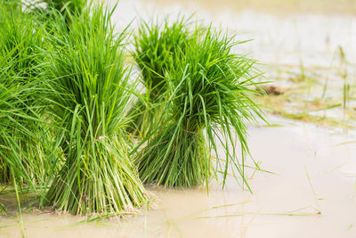 Close-up of fresh green plant