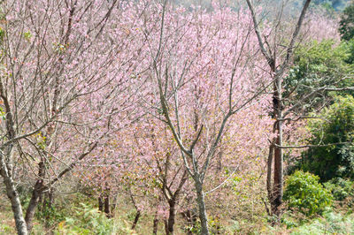 Pink flowering tree in park