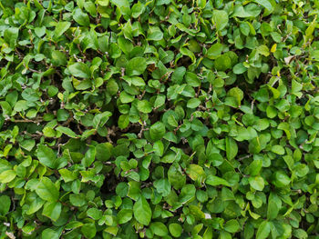 Full frame shot of ivy growing on field