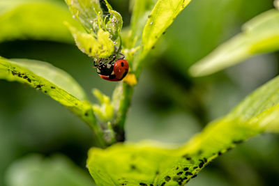 Close-up of ladybug on leaf