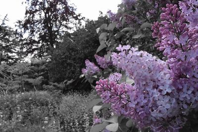 Pink flowers blooming on tree