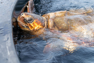 Close-up of turtle in sea