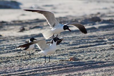 Seagulls flying over beach