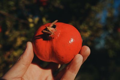 Close-up of hand holding apple