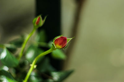 Close-up of red flower