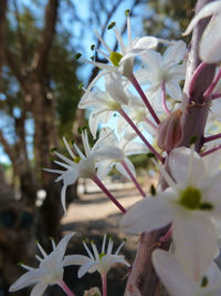 Close-up of flowers against blurred background