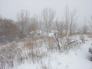 Snow covered trees in winter