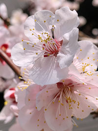 Close-up of pink cherry blossom