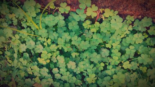 Full frame shot of leaves