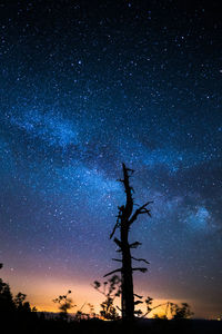Low angle view of silhouette tree against sky at night