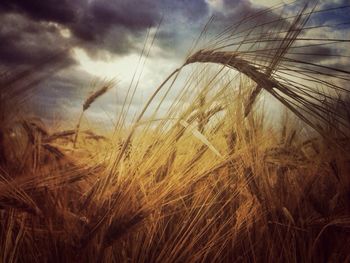 Close-up of wheat field