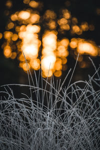 Close-up of plants growing on field at night