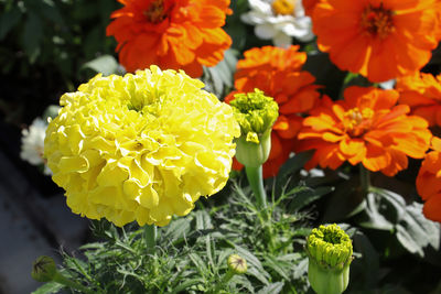 Close-up of yellow flowering plants