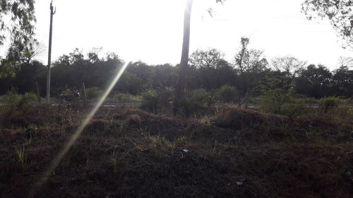 Trees on field against sky