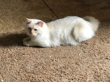 White cat resting on floor