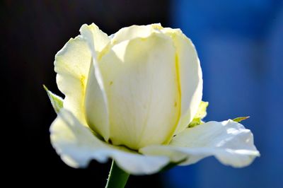 Close-up of white rose flower