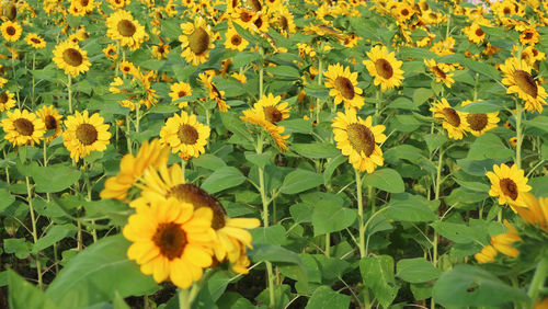 Close-up of yellow flowering plants on field