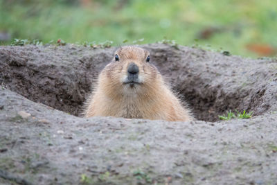 Close-up of an animal on field