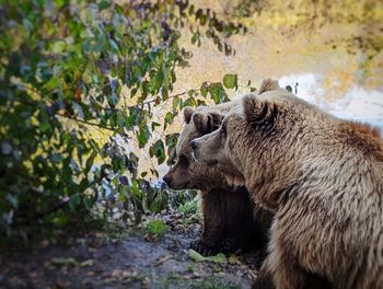 Two brown bears are sitting next to each other by the water in the forest. 