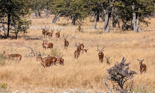 animal wildlife