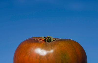 Close-up of apple against blue background