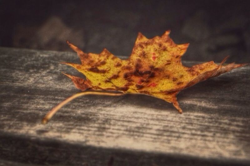 autumn, change, leaf, dry, close-up, season, maple leaf, leaves, fallen, orange color, selective focus, leaf vein, yellow, fragility, nature, natural pattern, aging process, natural condition, no people, high angle view