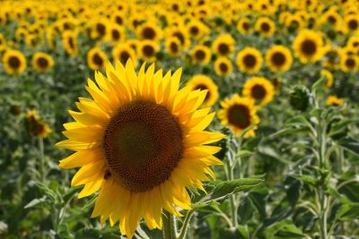 Close-up of yellow sunflower on field