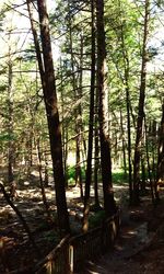 Trees in forest against sky