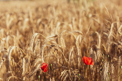 Close-up of wheat growing on field