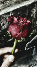 Close-up of hand holding red rose