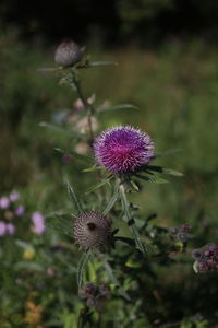 Close-up of purple thistle flowers on field