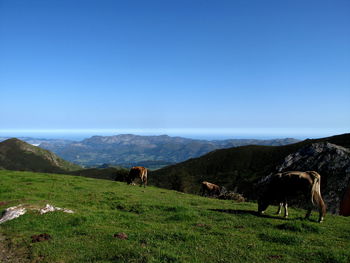 Cows in a field