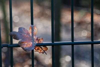 Close-up of oak leaf on metal fence