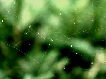 Close-up of spider web