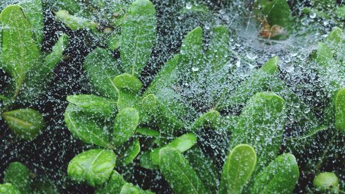 High angle view of raindrops on spider web over plants