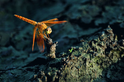 Red dragonfly on dark background at a paddy field under morning sunlight