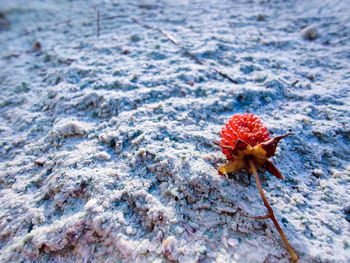 Close-up of snow on land